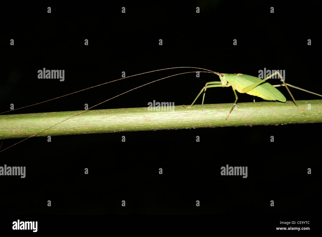 Green Cricket Taken At Night In Tortuguero National Park, Costa Rica Stock Photo