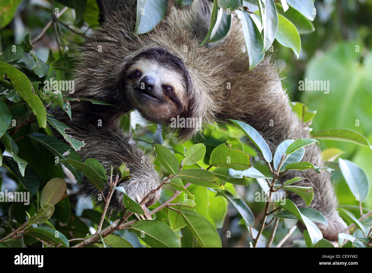 Brown-throated Sloth Bradypus variegatus Stock Photo