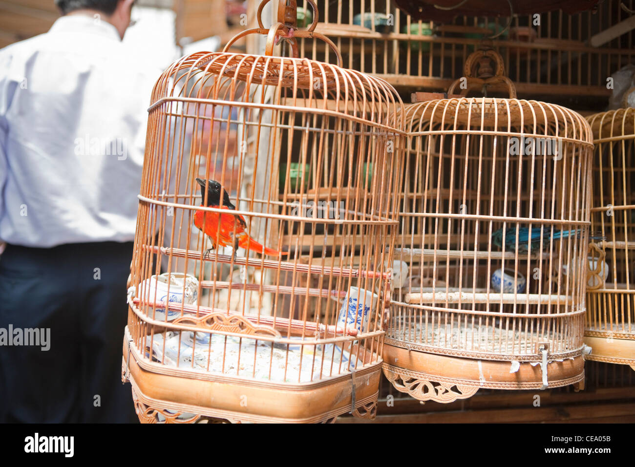 Bird in cage; Wanshang Bird & Flower Market; Laoximen; Shanghai Stock Photo
