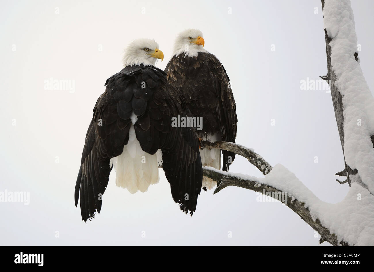 Two eagles ( Haliaeetus leucocephalus ) sit on the dried up tree Stock Photo