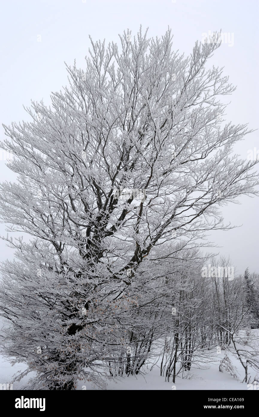 Winterly tree in the Black Forest Stock Photo Alamy