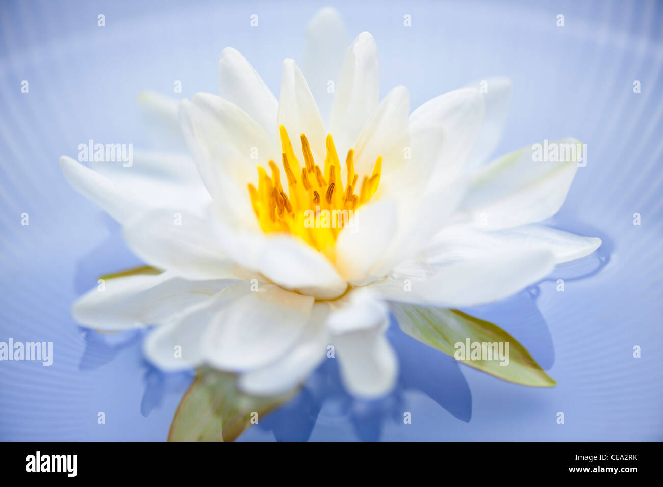White lotus flower or water lily floating Stock Photo