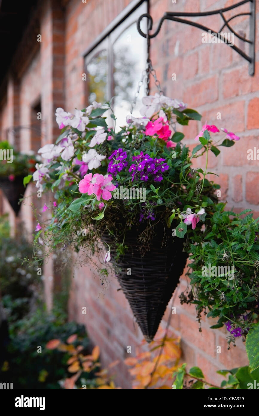 a hanging basket hung from a wall in a cottage garden Stock Photo