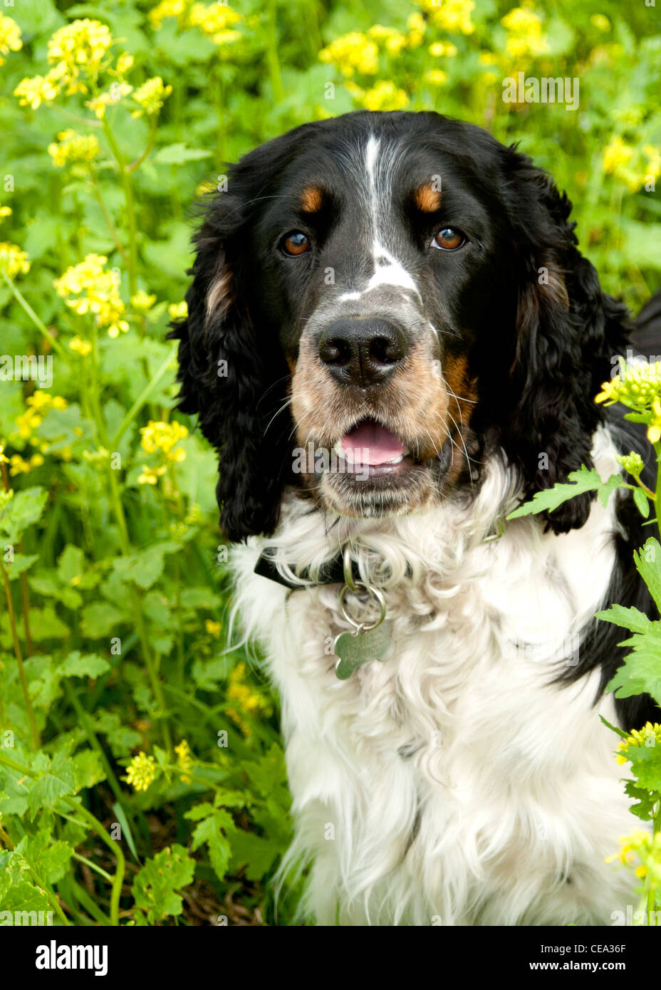Indie a tri-colored English Springer Spaniel dog. Outdoor fun, relaxing in a field of flowers. Stock Photo