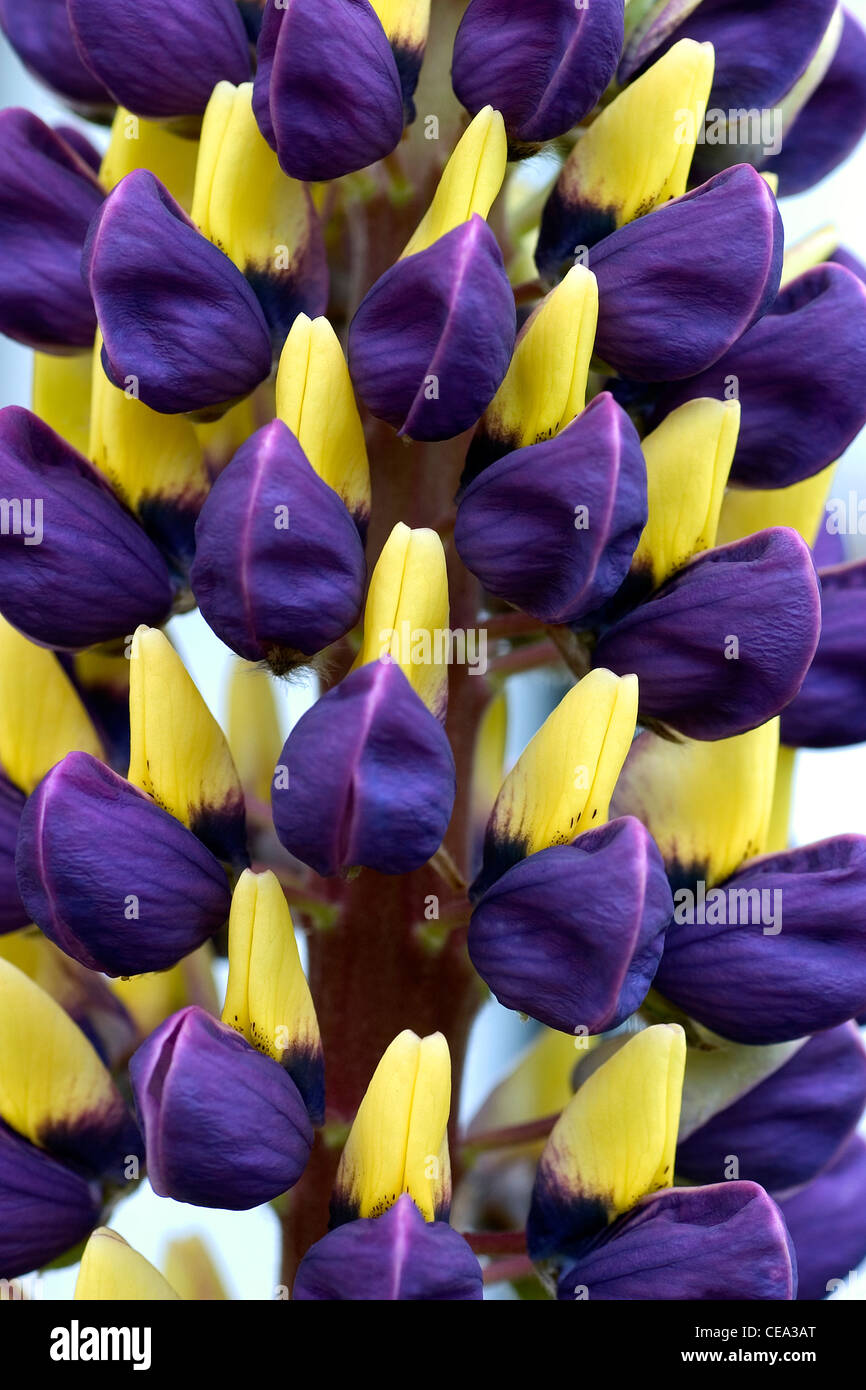 Floral. Macro photography. Close up of an unusual blue and yellow lupin flower. Stock Photo