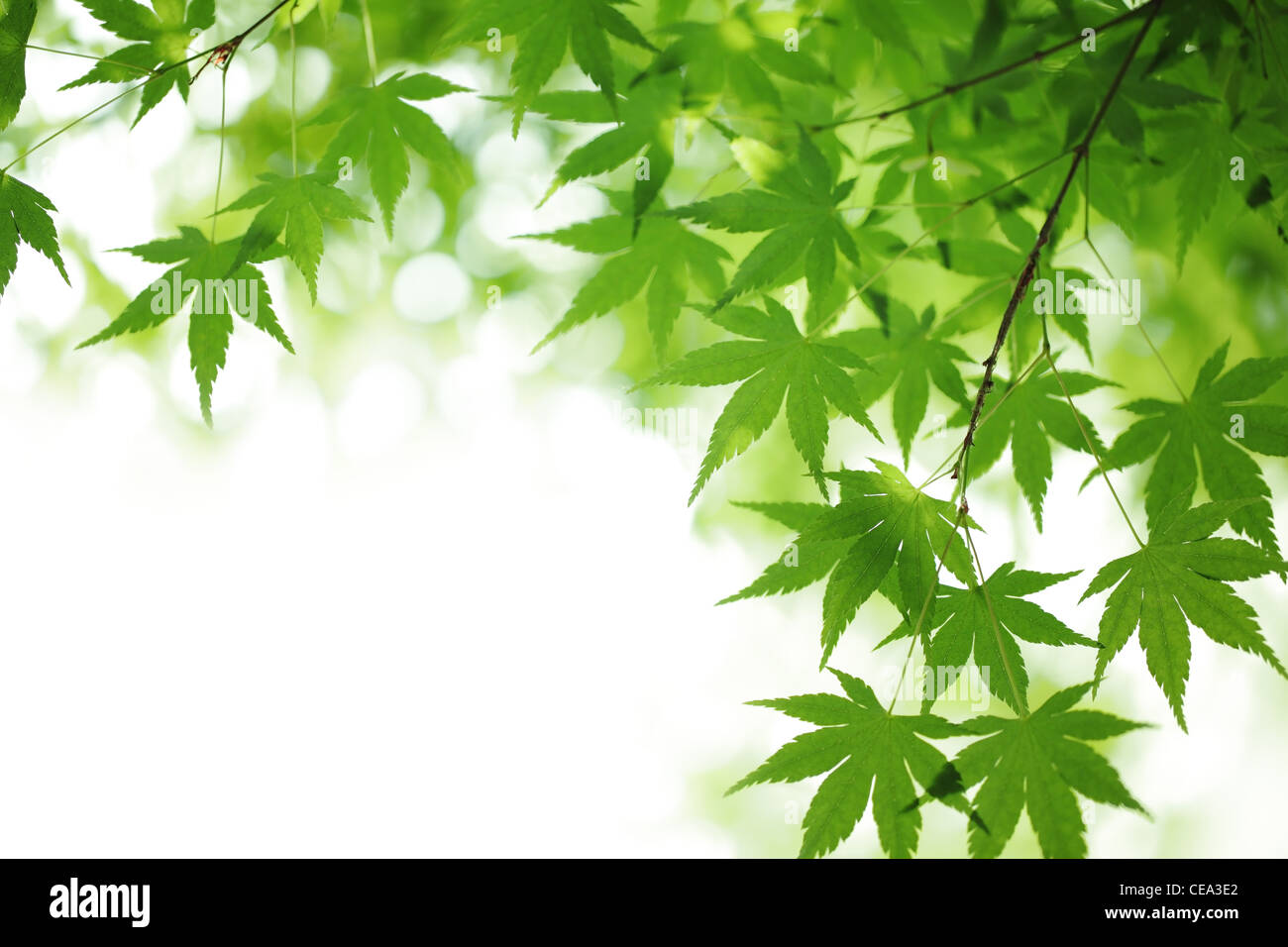 Green maple leaves background Stock Photo