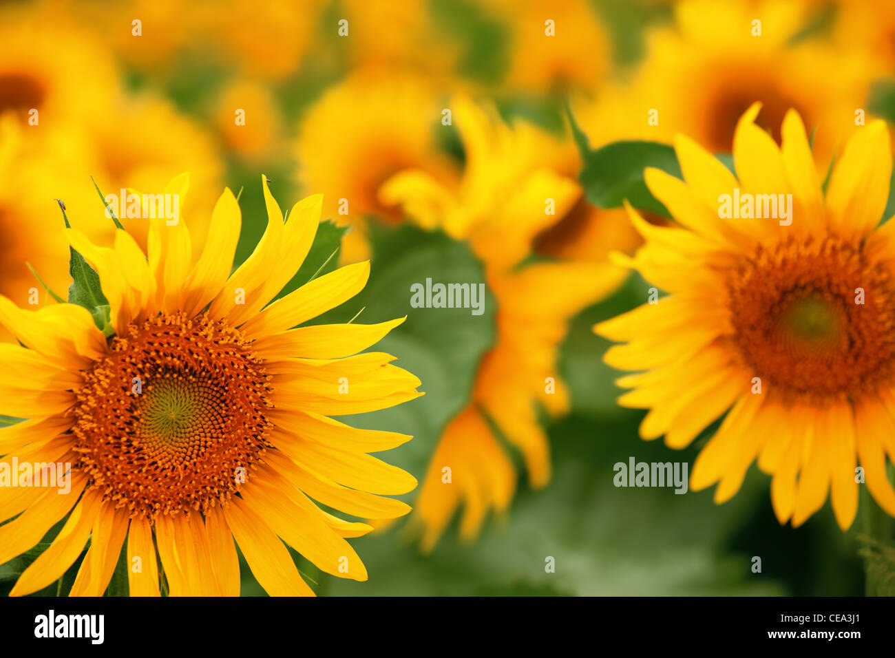 Sunflowers field. Stock Photo