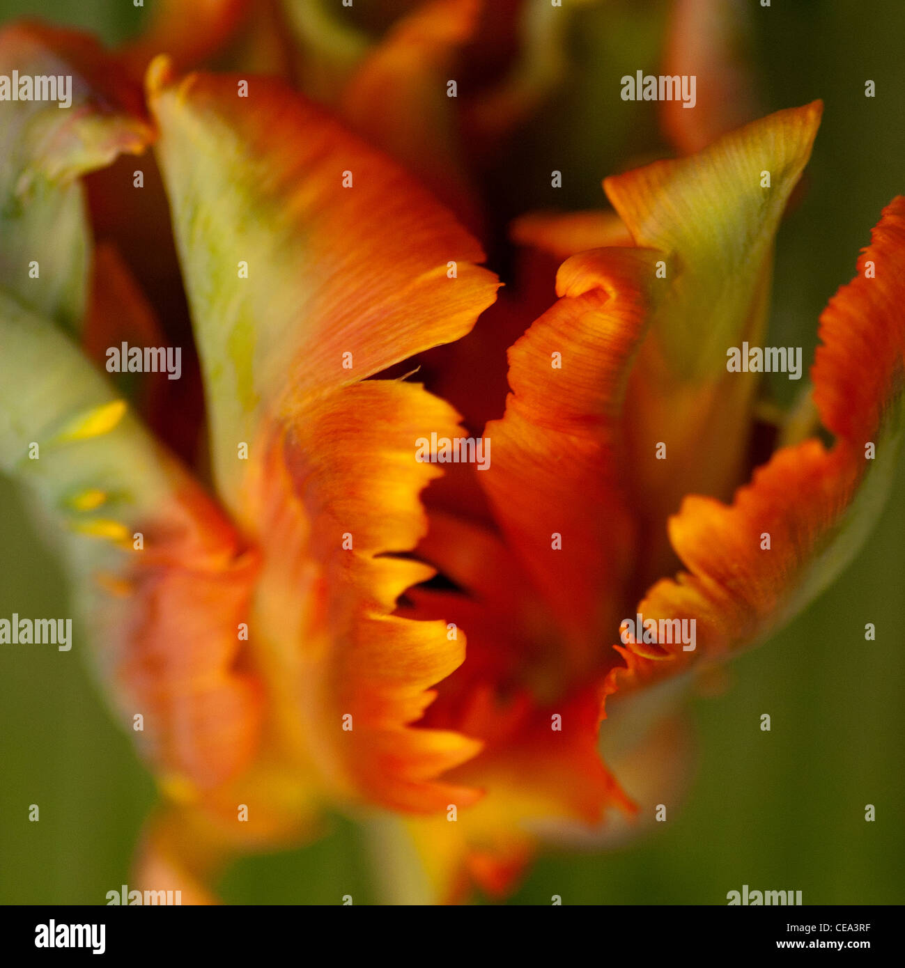 Tulipia. Macro photography. Beautiful parrot tulip, showing the vibrant color and delicate folding curves of the petals. Stock Photo