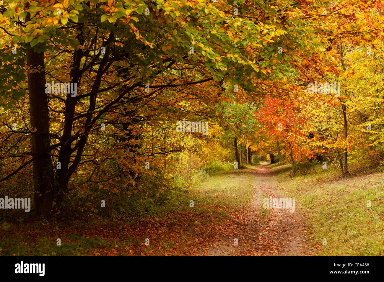 pathway through an Autumn Woodland Stock Photo