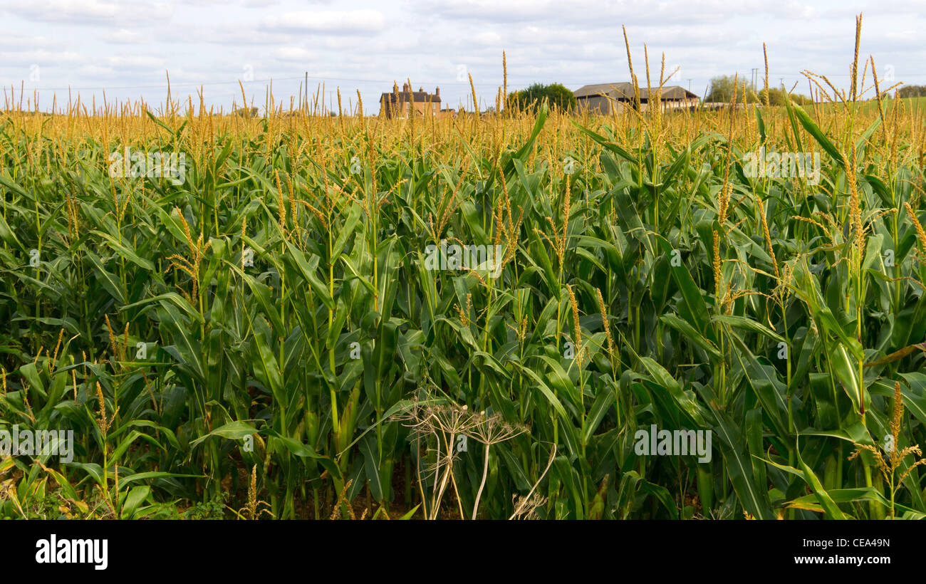 maize crops agriculture farm farmhouse warwickshire england uk Stock Photo