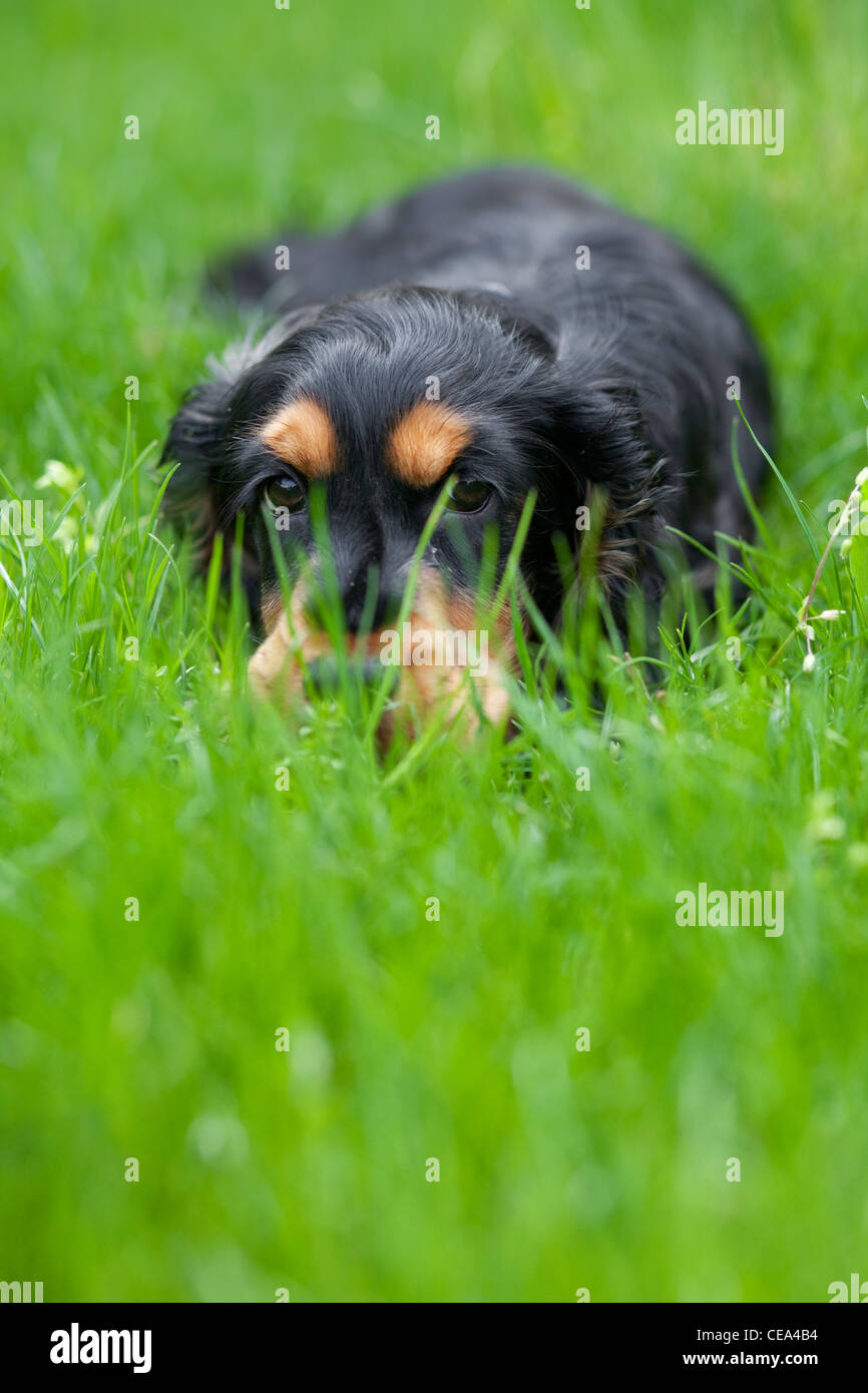 Black tan color puppy of English Cocker Spaniel breed hiding in the grass Stock Photo