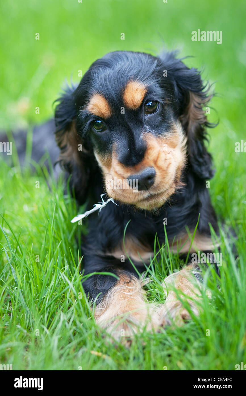 English cocker spaniel black and tan color puppy in the