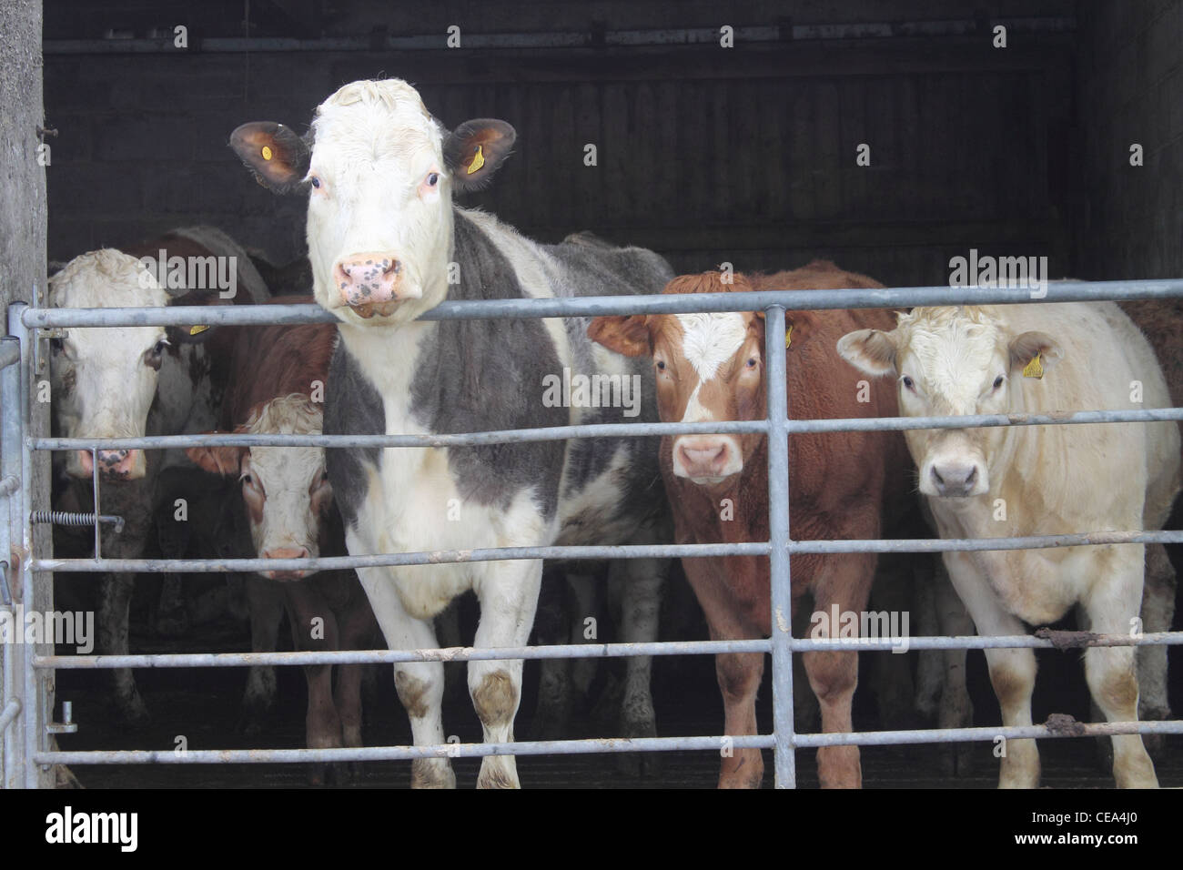 Cattle in winter barn Stock Photo Alamy