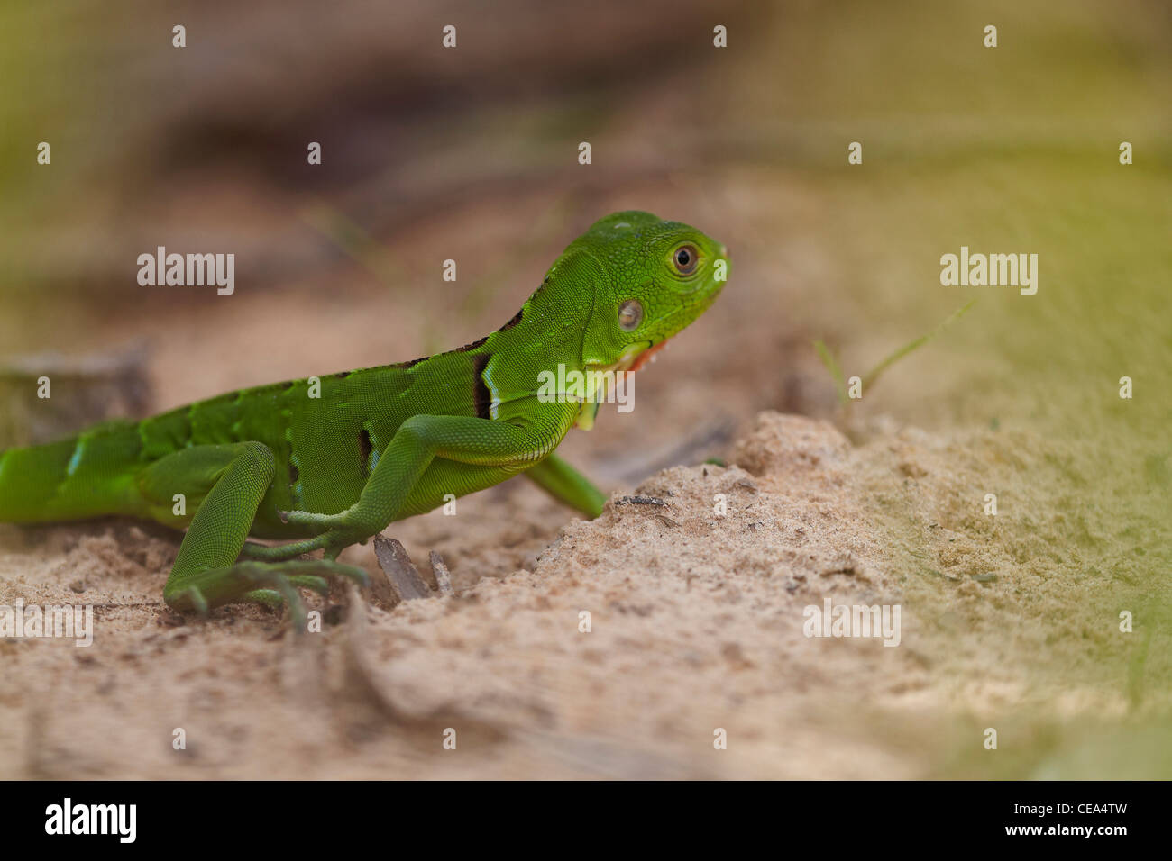 Baby green Iguana (Iguana iguana) on the bank of the Rupununi River, Guyana, South America. Stock Photo