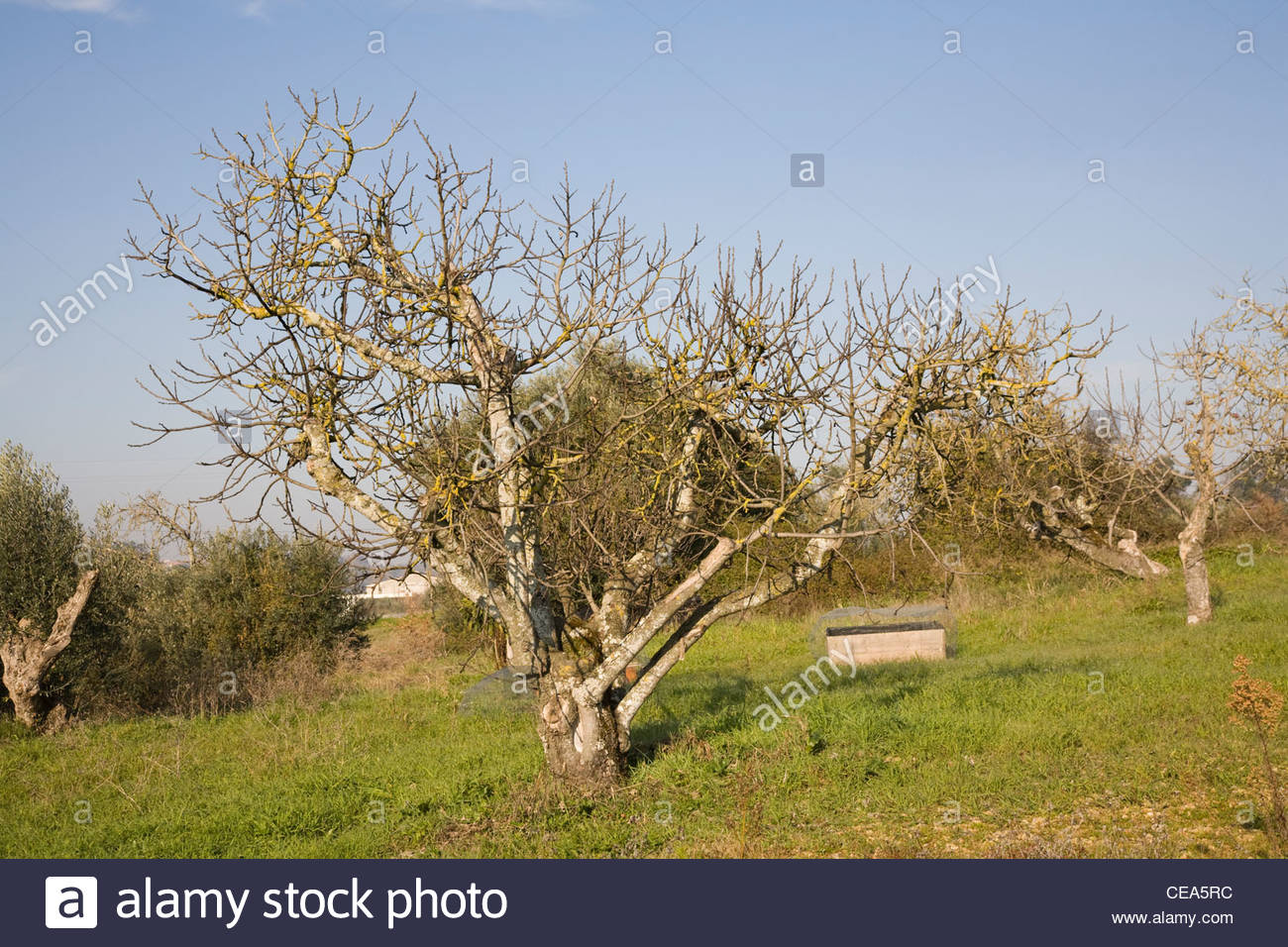 Old Fig Tree High Resolution Stock Photography and Images Alamy