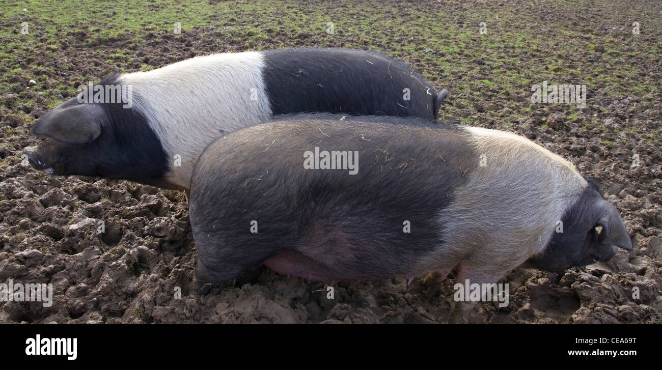 Two rare breed Saddleback pigs Stock Photo