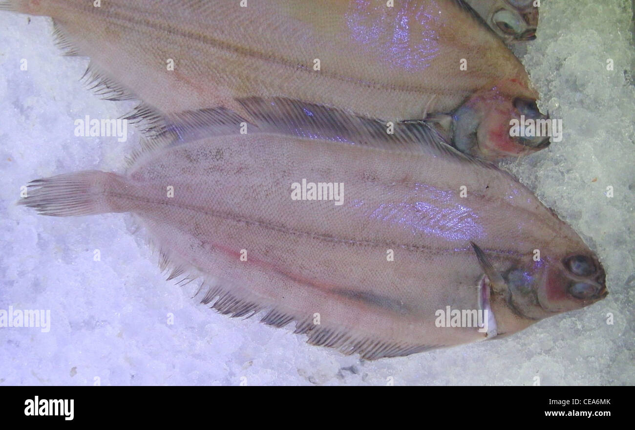 flatfish, witch flounder (Glyptocephalus cynoglossus) Stock Photo