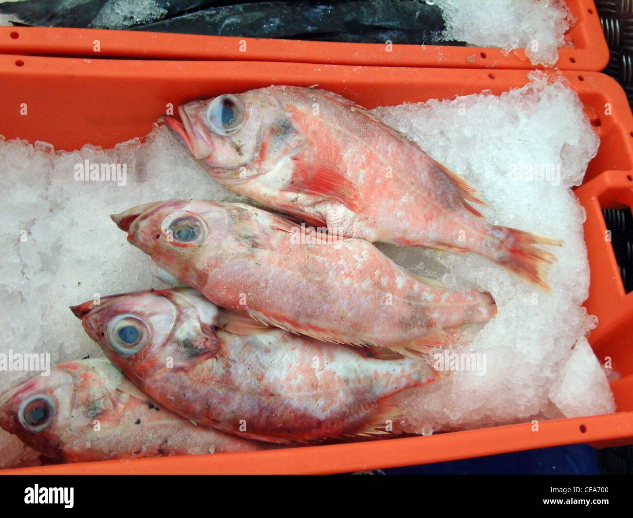 Rose fish (Sebastes marinus Stock Photo Alamy