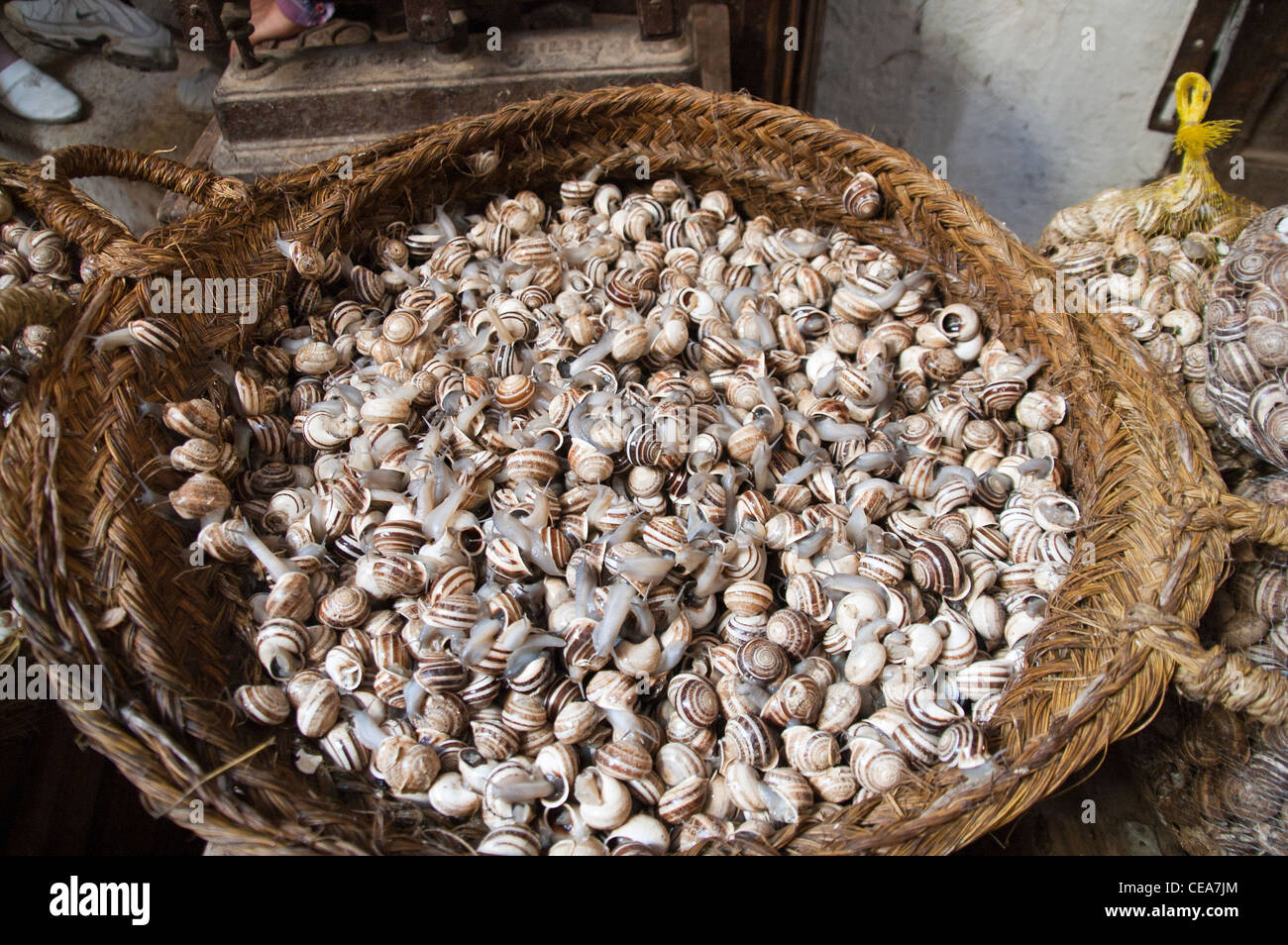 Live snails for sale in The Medina of Fez, Morocco Stock Photo Alamy