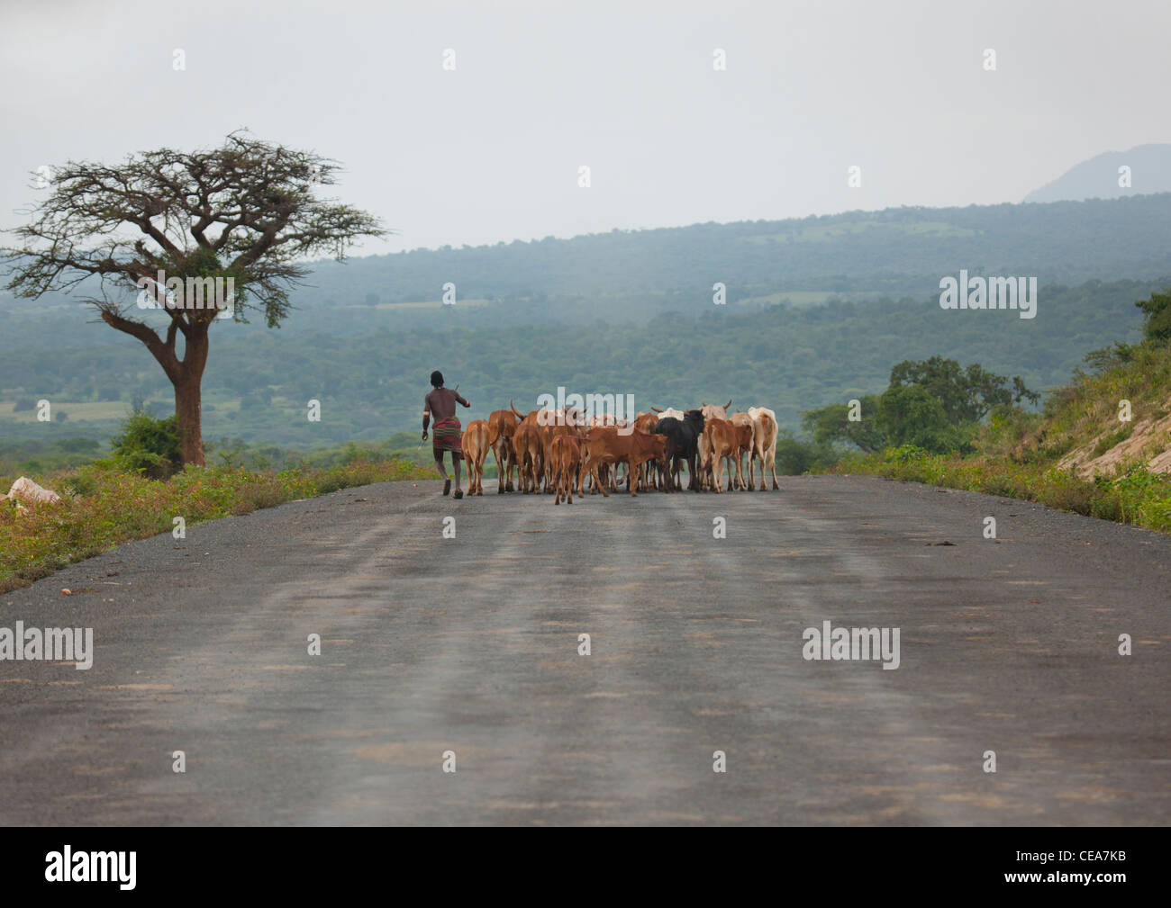 Shepherd And Cattle On Coated Road Ethiopia Stock Photo