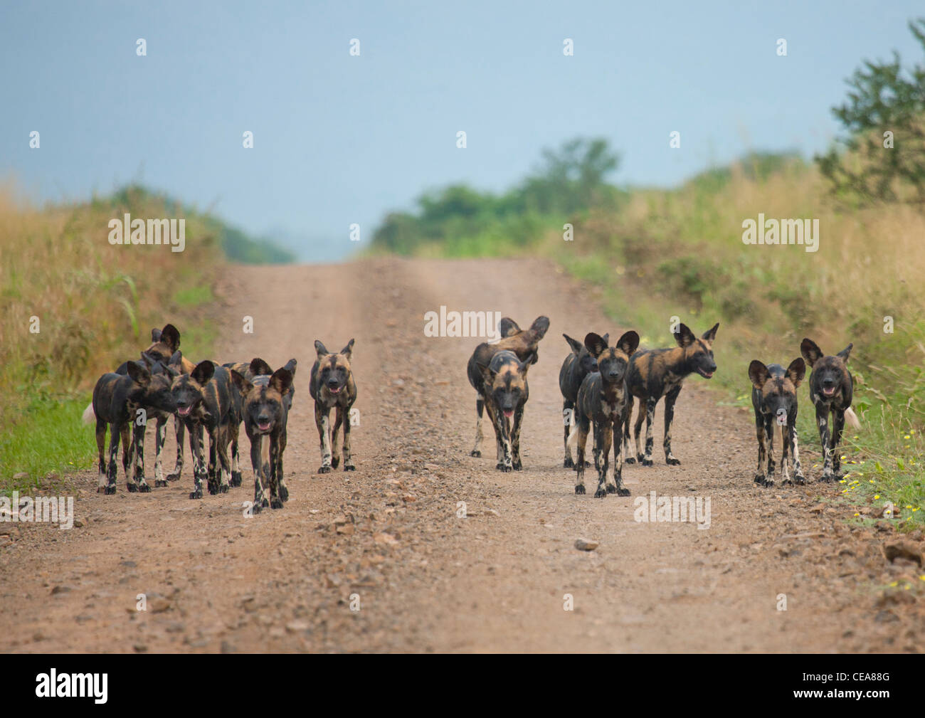 Wild Dogs Herd On A Clay Path Omo Valley Ethiopia Stock Photo