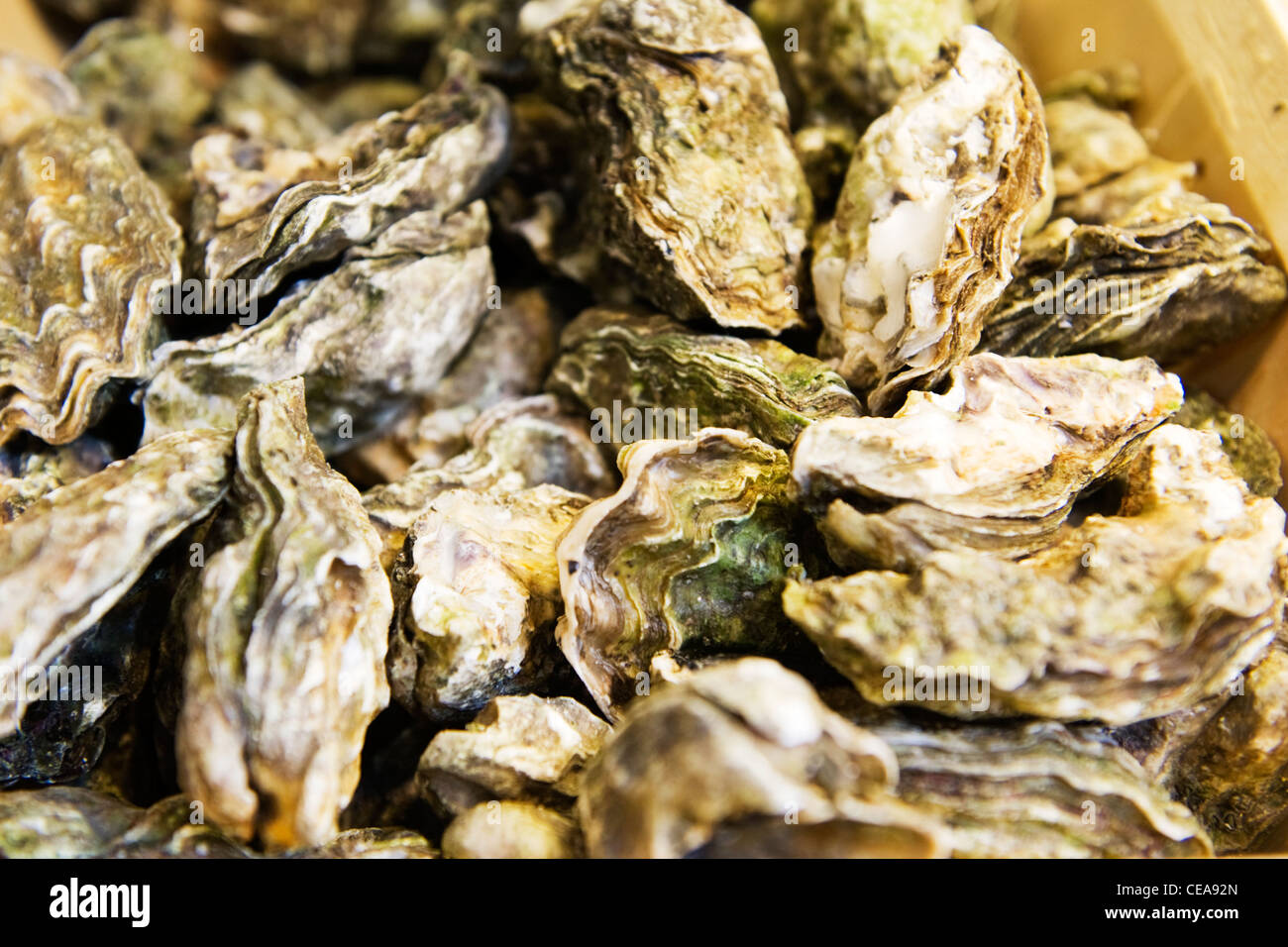 Unopened oyster shell hires stock photography and images Alamy