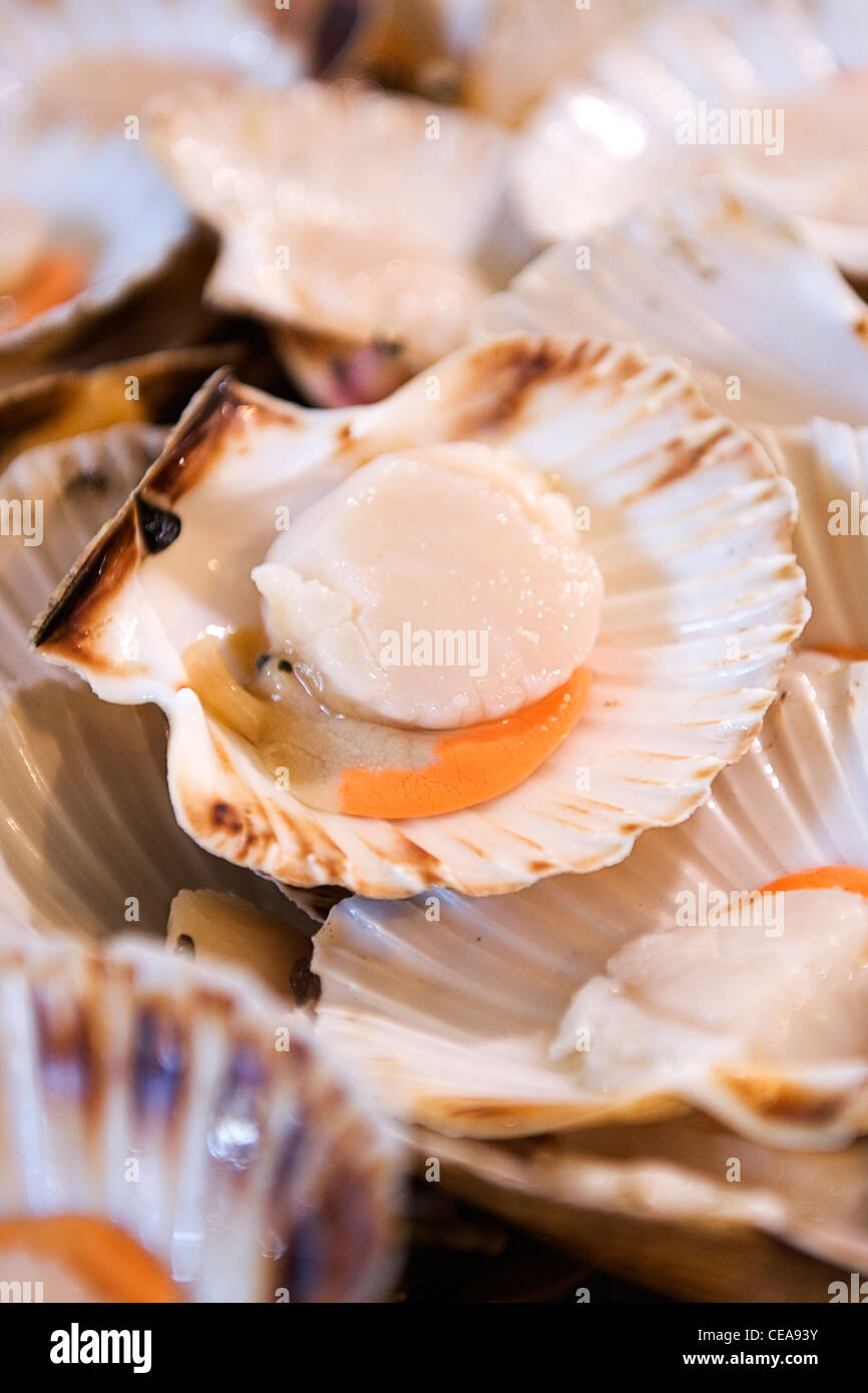 borough-market-london-fishmonger-big-succulent-fresh-scallop-taxonomic