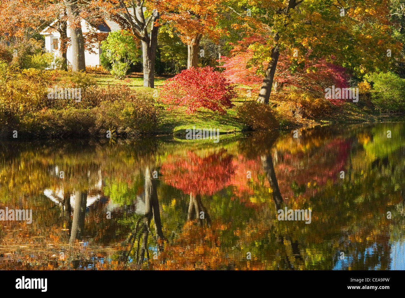 Asticou azalea garden hi-res stock photography and images - Alamy
