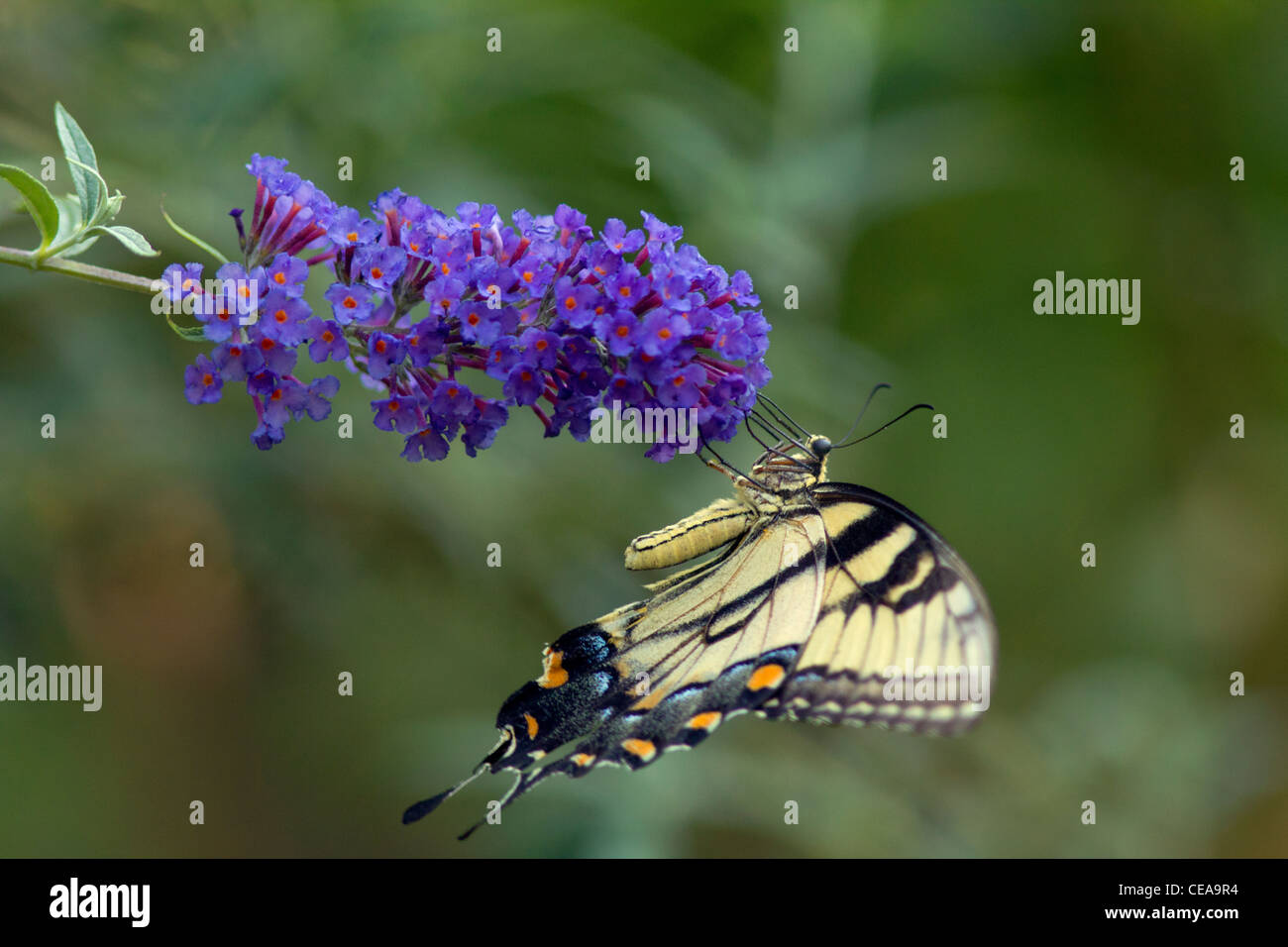 Gardening Granny S Gardening Pages Buddleia Butterfly Bush