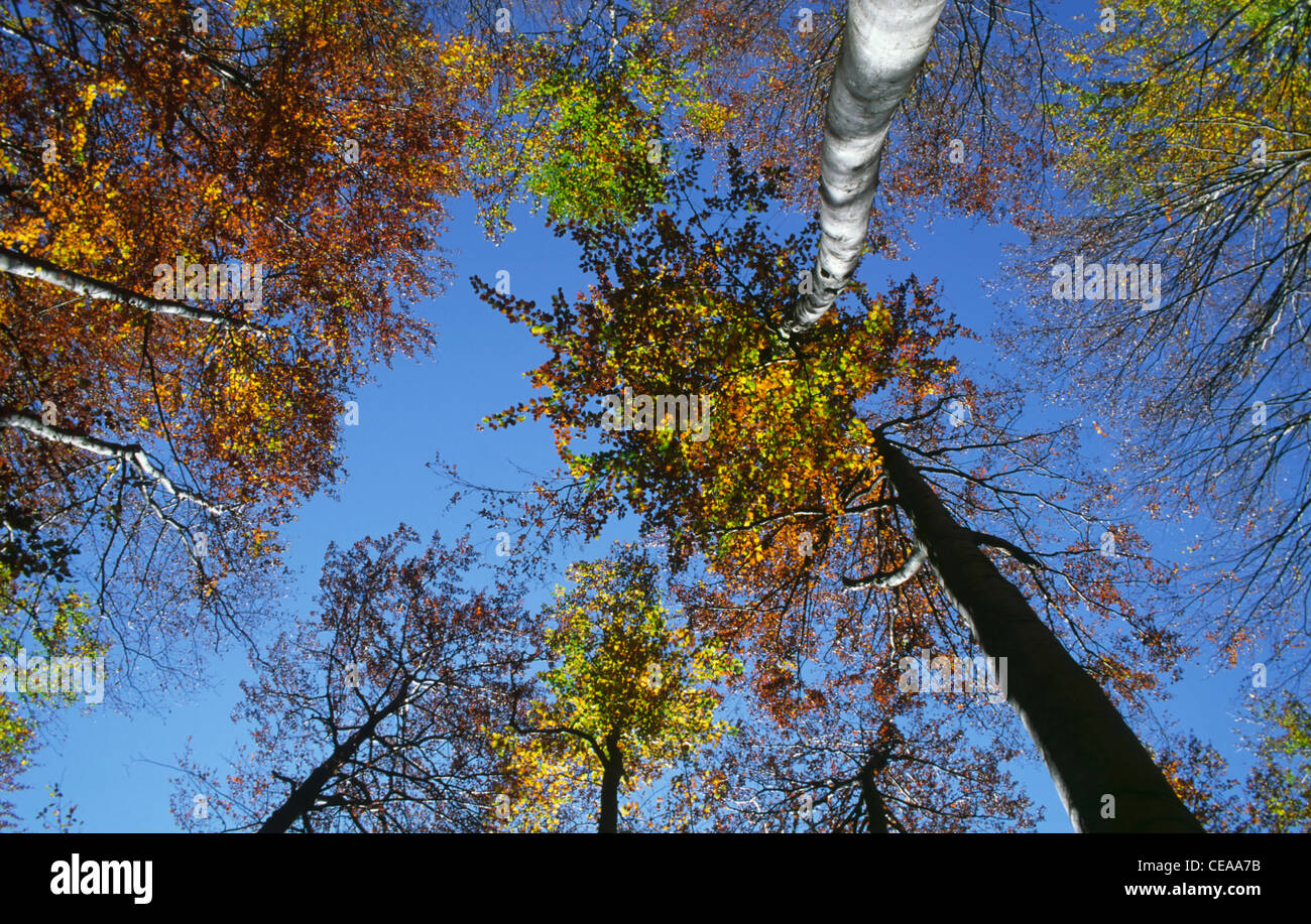 Beech trees in autumn, Logarska Dolina, Stajerska, Slovenia. Stock Photo