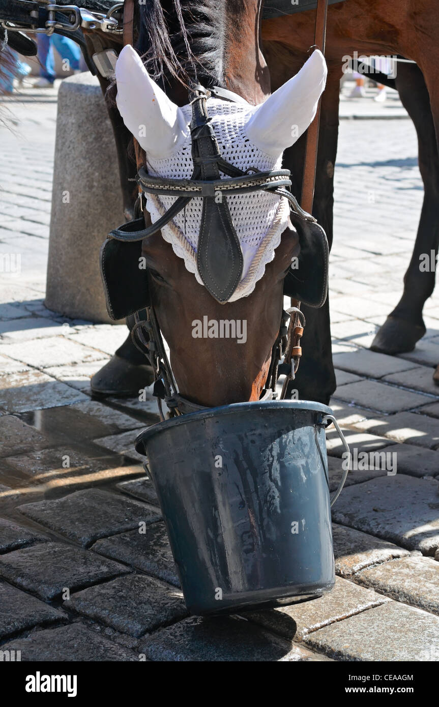 Horse drink water from his hat hires stock photography and images Alamy