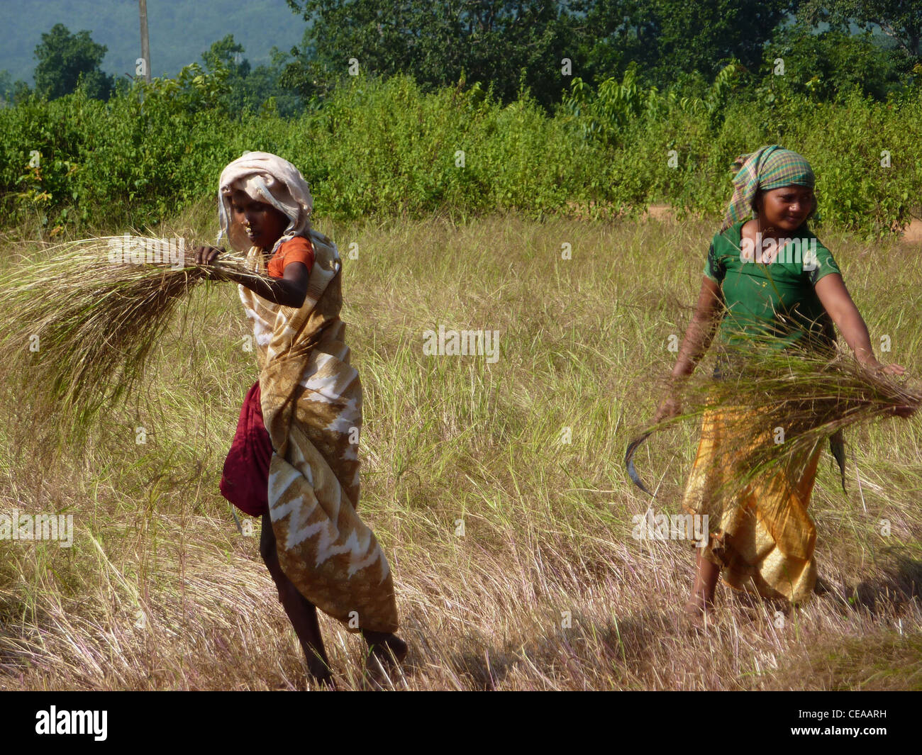 ORISSA INDIA NOV 10 Indian woman uses a sickle to harvest sesame