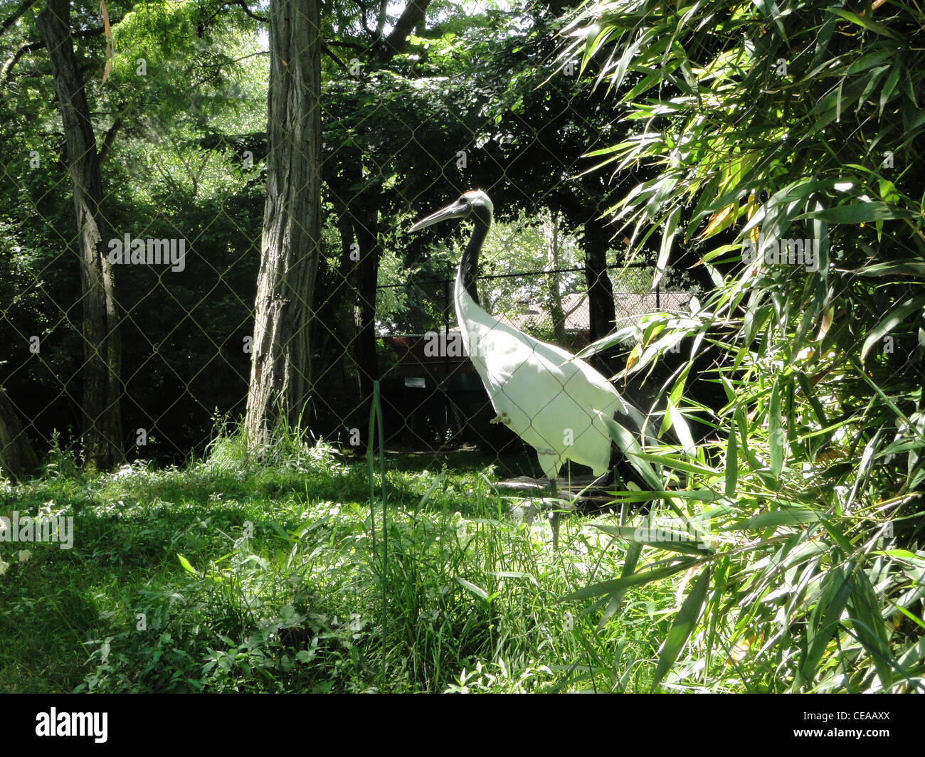 Red-Crowned Crane (Grus japonensis)on sunny day, Pacific Northwest Stock Photo