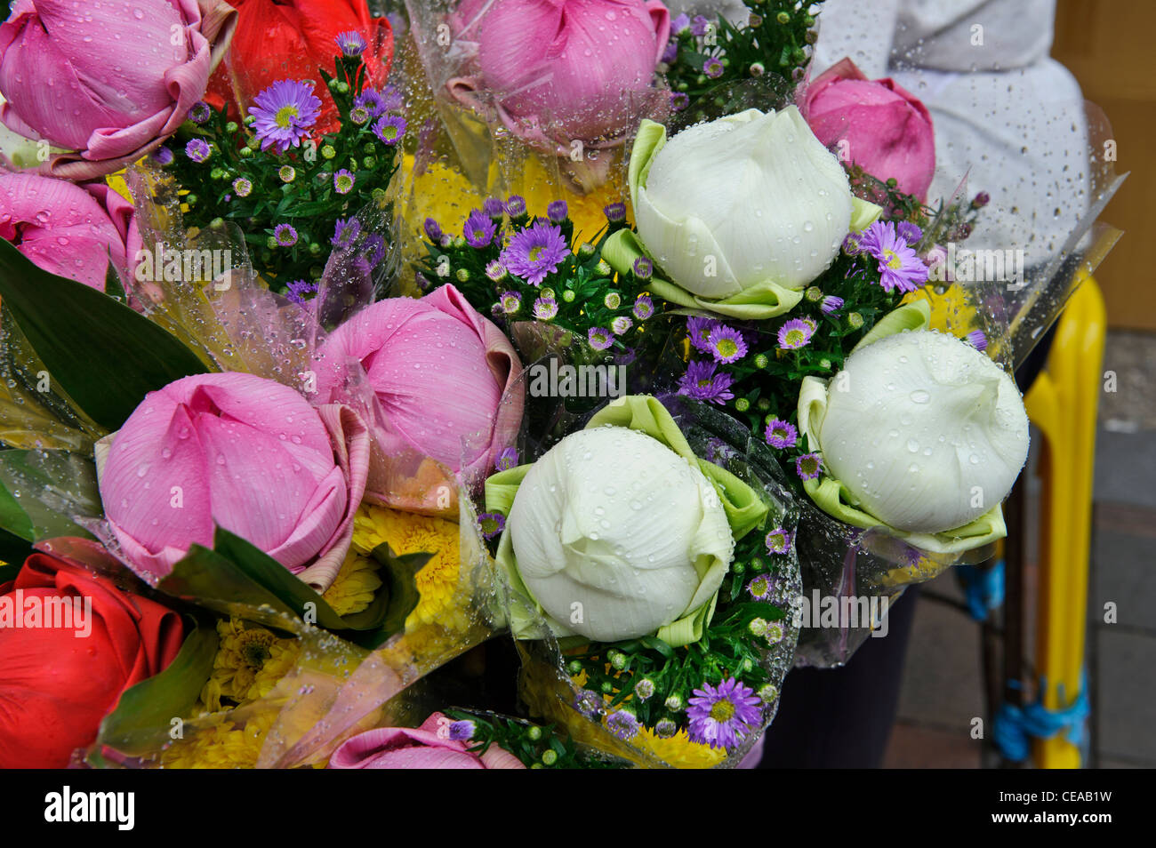 Singapore flowers hires stock photography and images Alamy