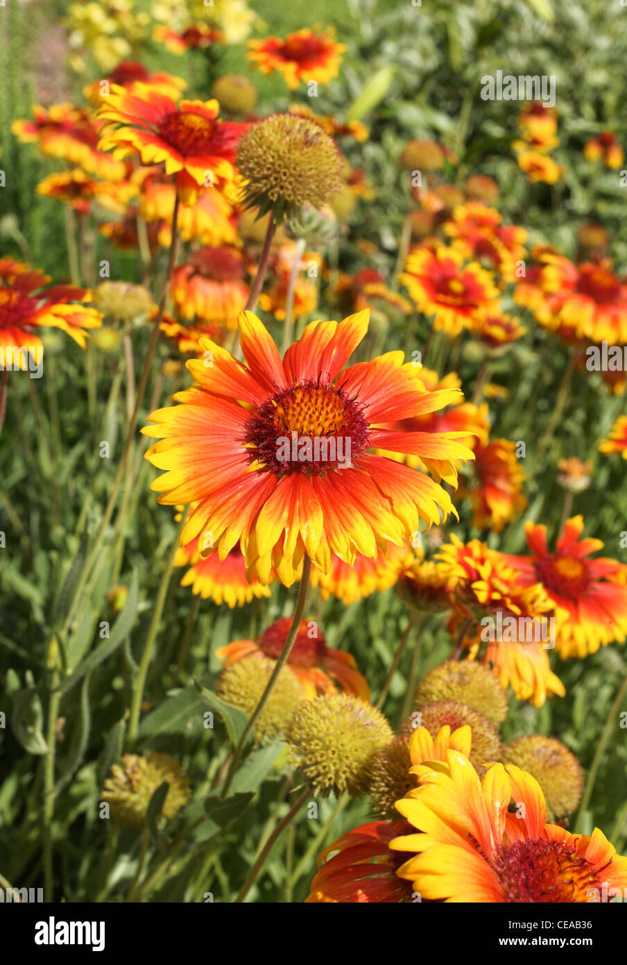 Multiple orange hi-res stock photography and images - Alamy