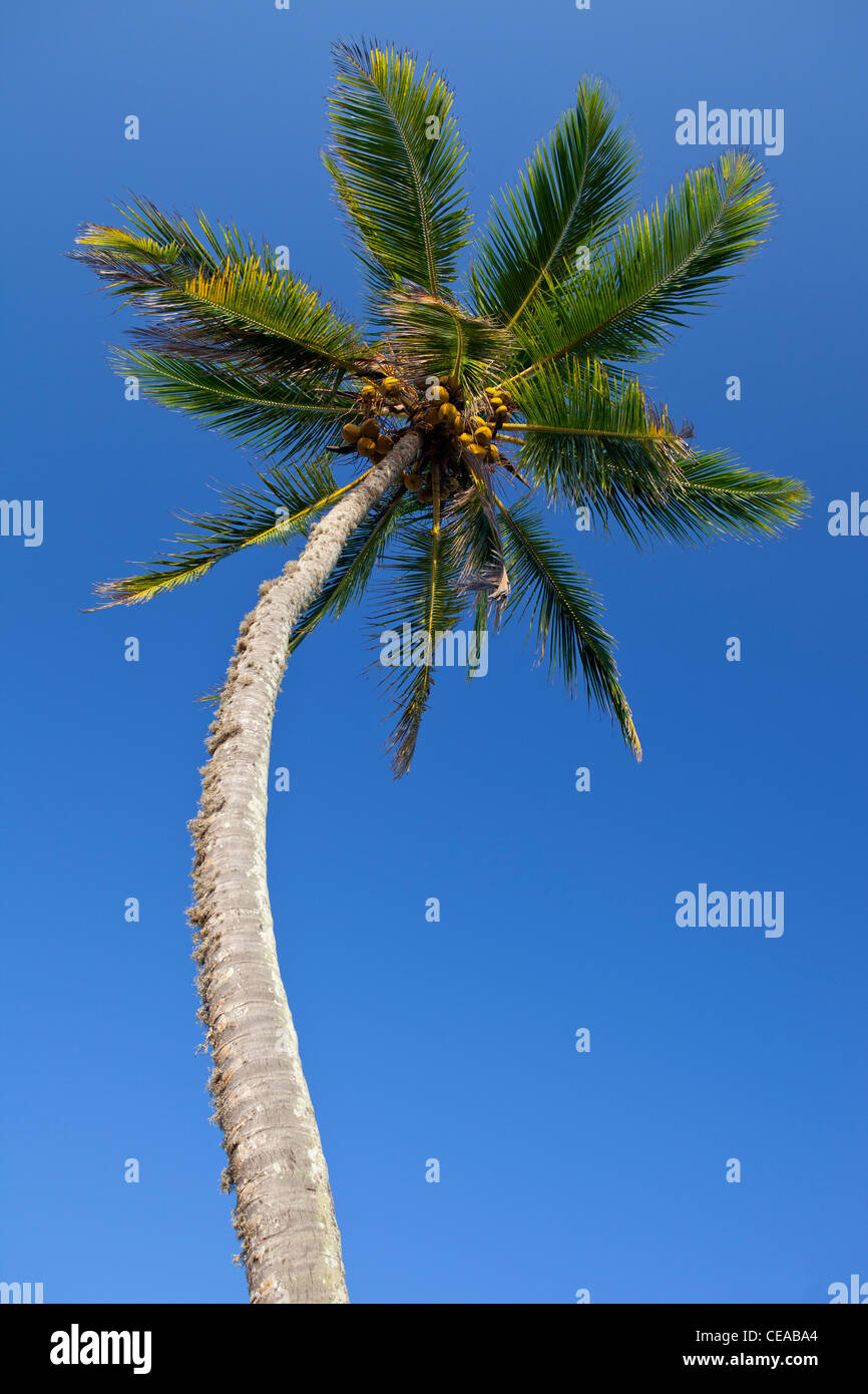 Palm tree blue sky Tangalla Sri Lanka Asia Stock Photo