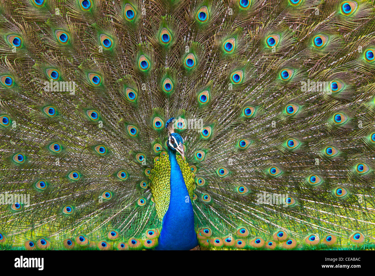 Peacock Yala National Park  Sri Lanka Stock Photo