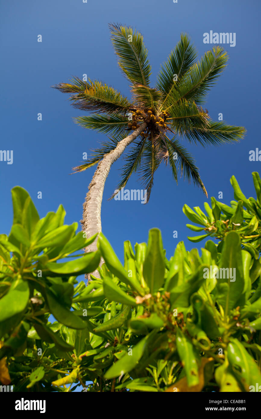 Palm tree blue sky  Tangalla Sri Lanka Asia Stock Photo