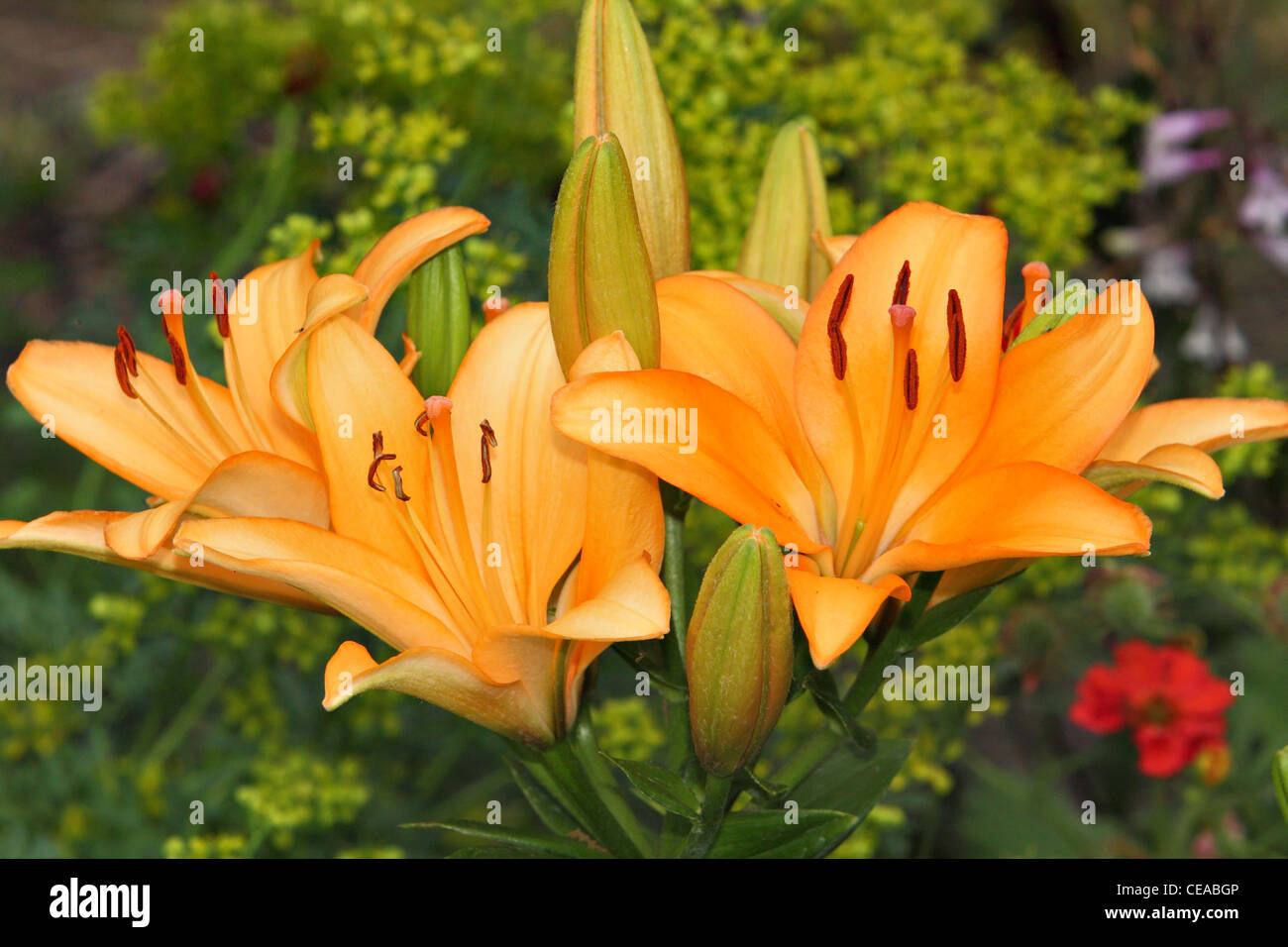 a small bunch of beautiful orange lily flowers Stock Photo