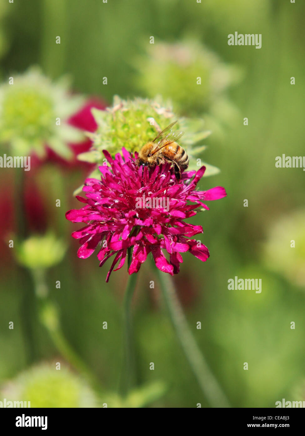 bee collecting pollen from a bright pink flower Stock Photo Alamy