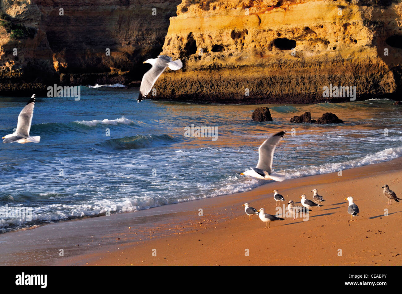 Portugal, Algarve: Seagulls (Larus argentatus) at beach Praia da Marinha Stock Photo