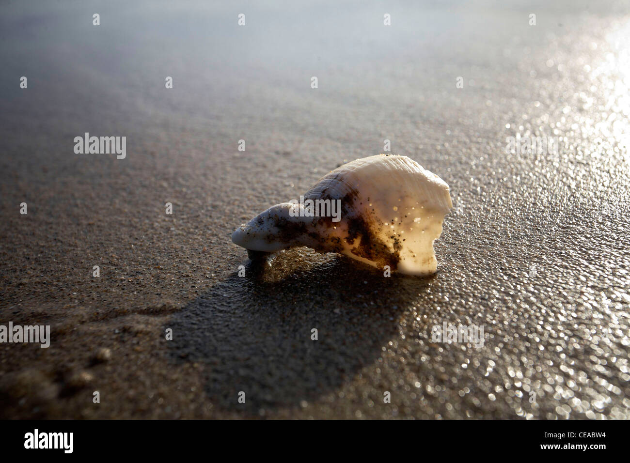 Shell lying on wet sand on a beach Stock Photo - Alamy