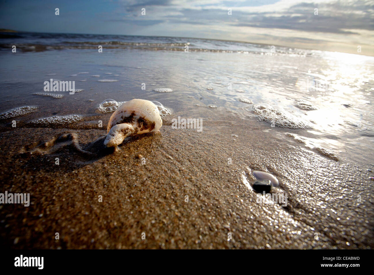 Shell Lying On Beach High Resolution Stock Photography and Images - Alamy