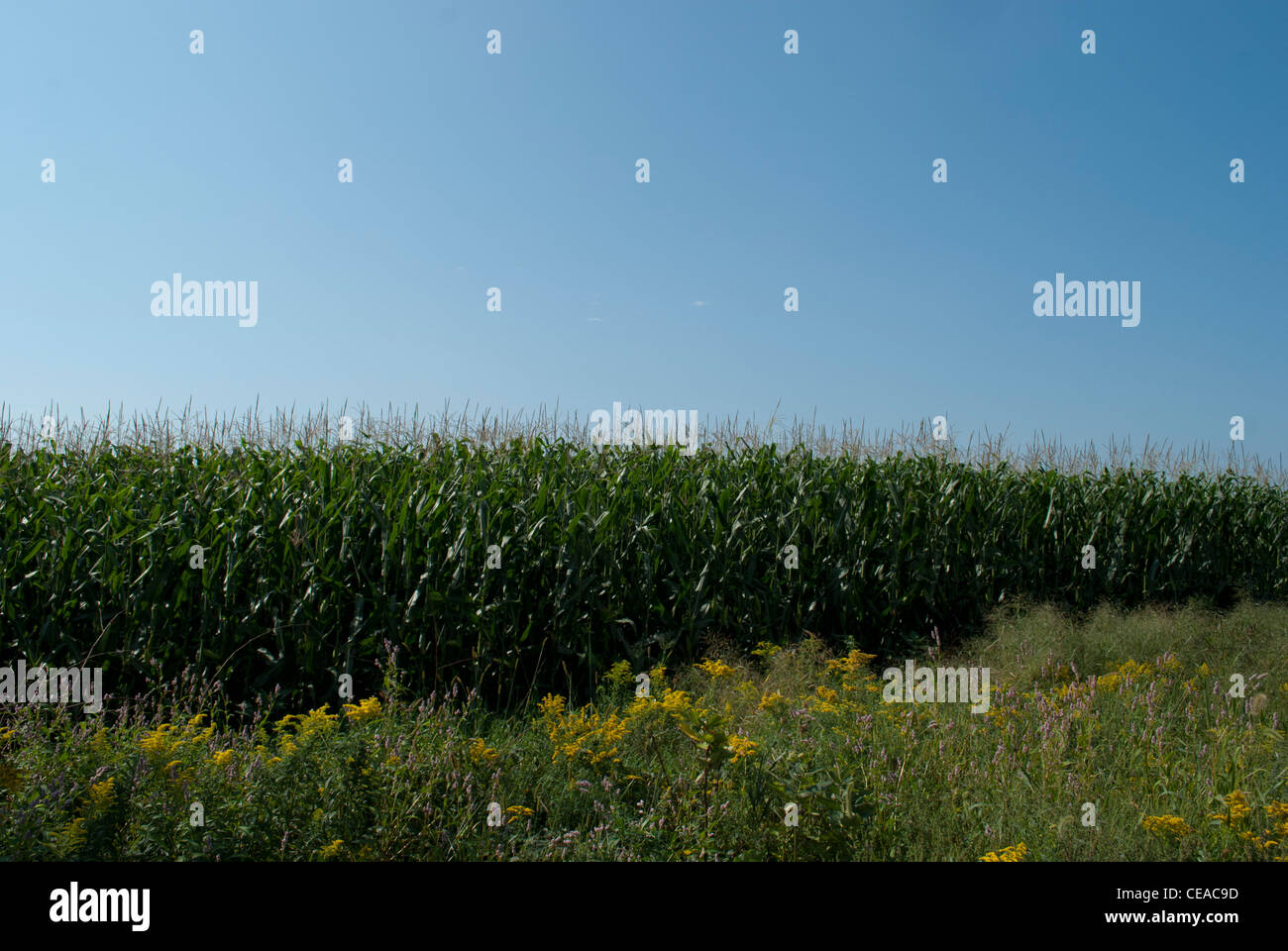 Corn field and blue sky. Stock Photo