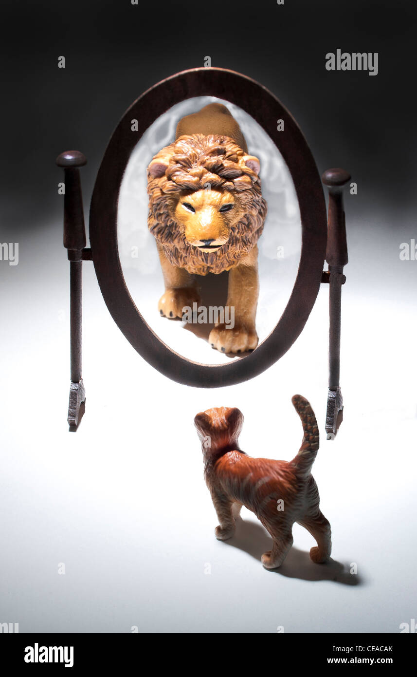 cat looking in mirror lion