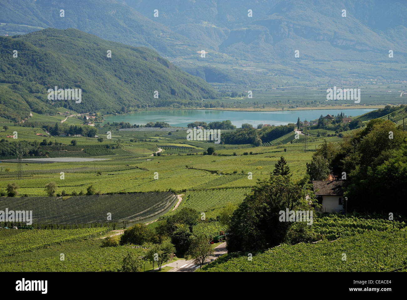 Lake Caldaro with vineyards at the South Tyrolean wine route. Stock Photo