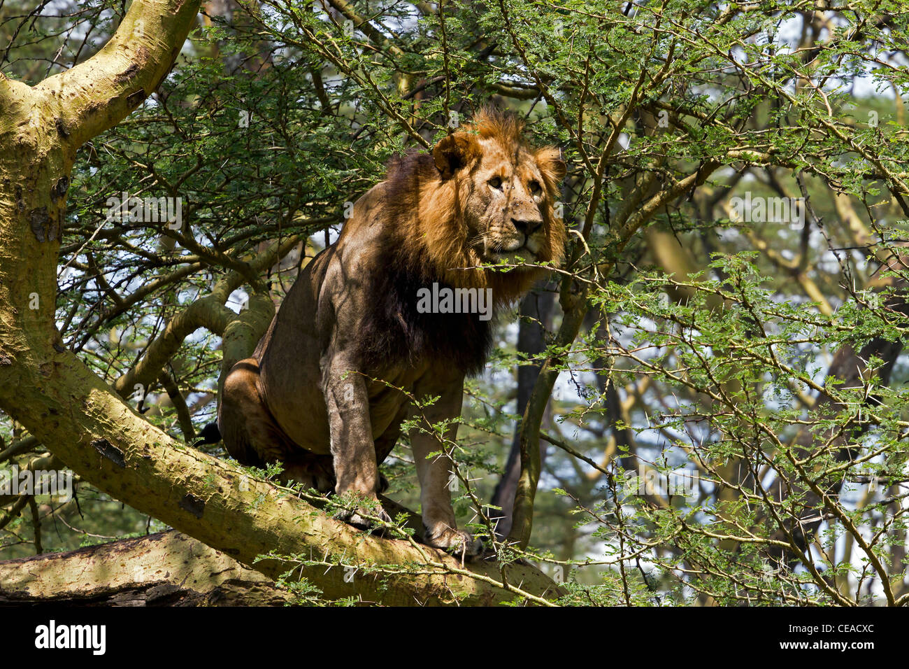 lion by lake nakuru in acacia tree Stock Photo
