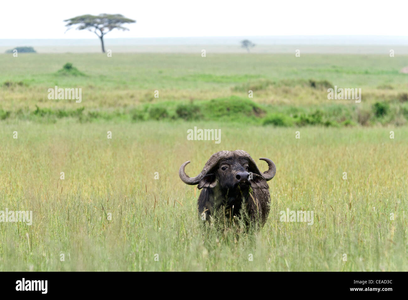 Buffalo Syncerus caffer at Lake Magadi in Serengeti, Tanzania Stock Photo