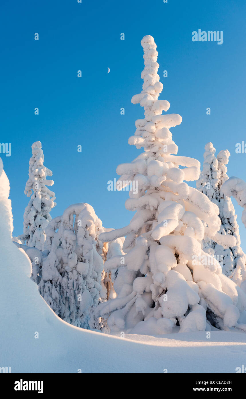 Snow-clad landscape of Iso-Syöte, Finland Stock Photo