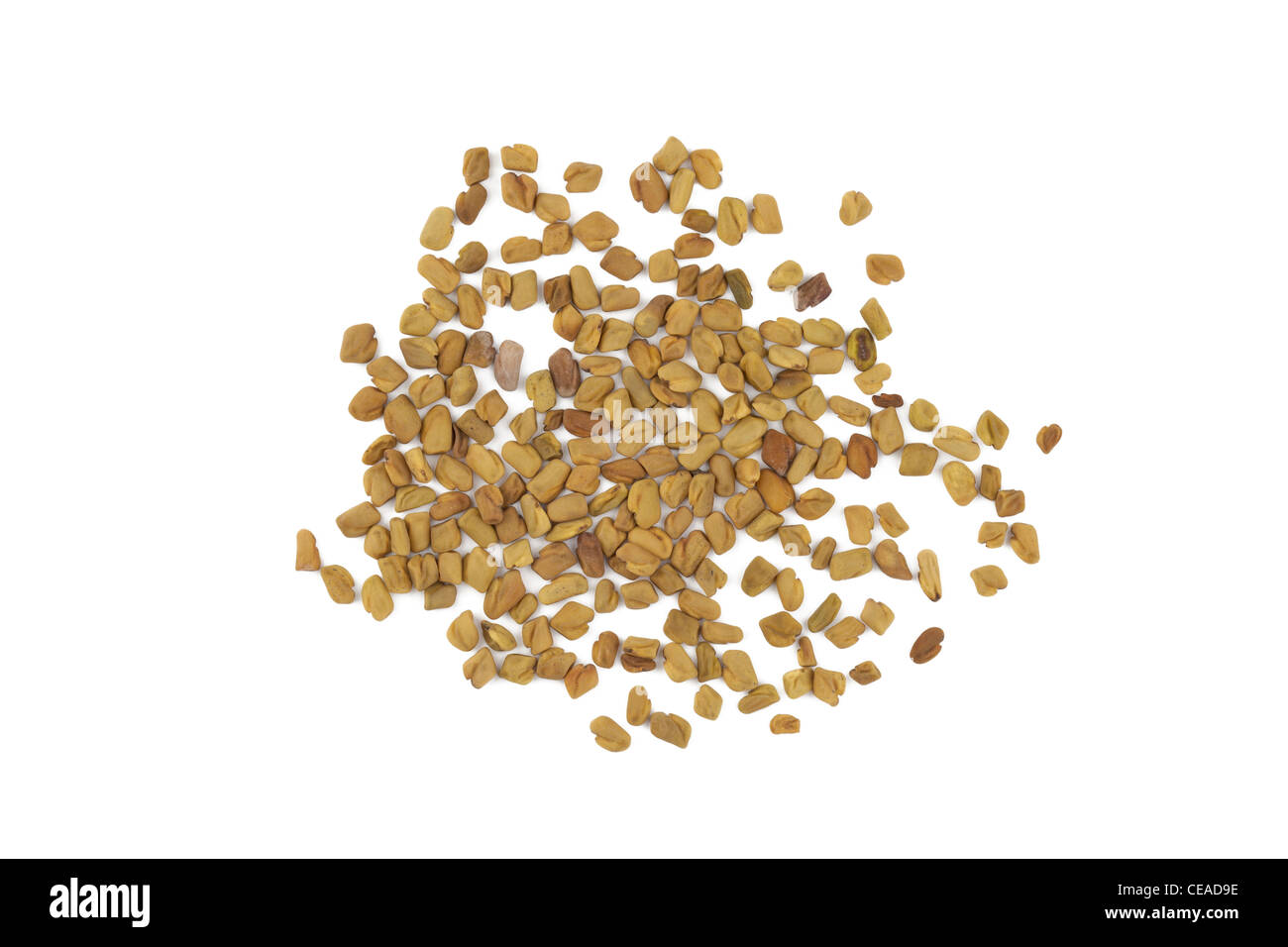 FENUGREEK FOENUM GRAECUM SEEDS Stock Photo